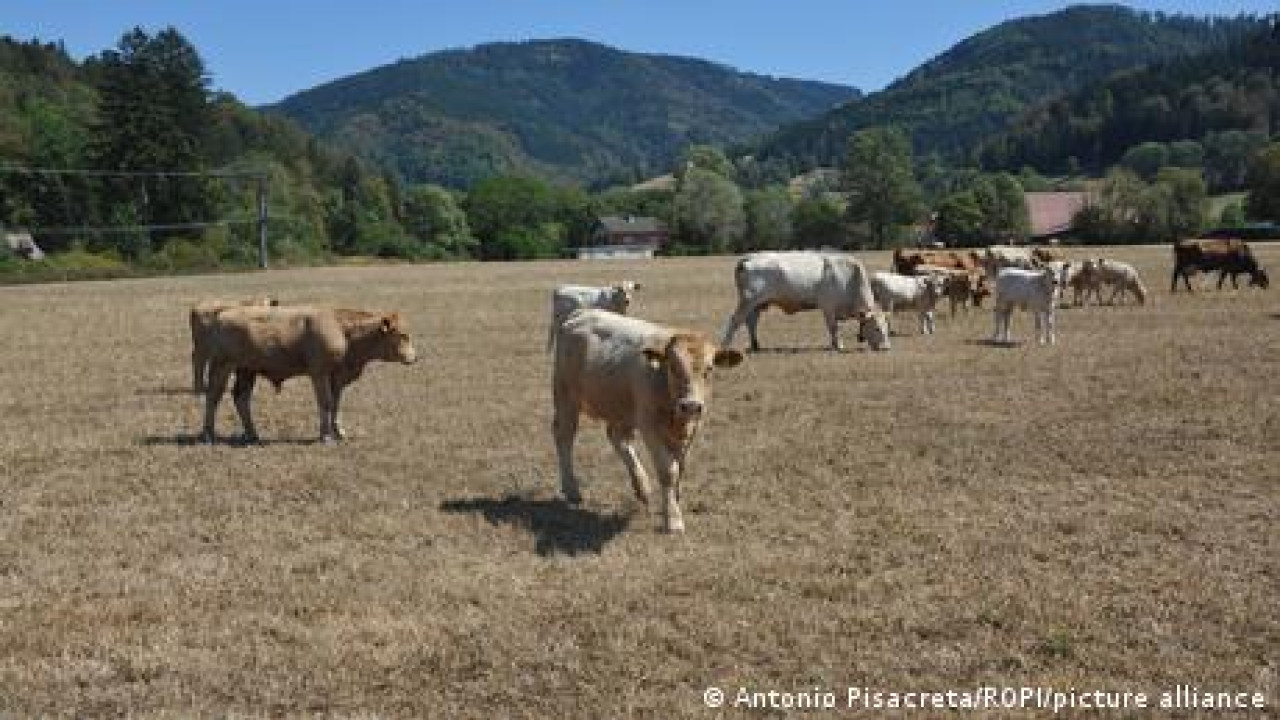 Ξηρασία: Μεγάλες απώλειες στη γερμανική γεωργία
