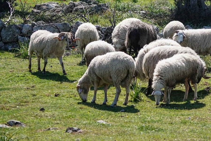 Προσαρμογές για να ξεκινήσει η ανασύσταση κοπαδιών επιχειρεί να εξασφαλίσει από ΕΕ η Ελλάδα