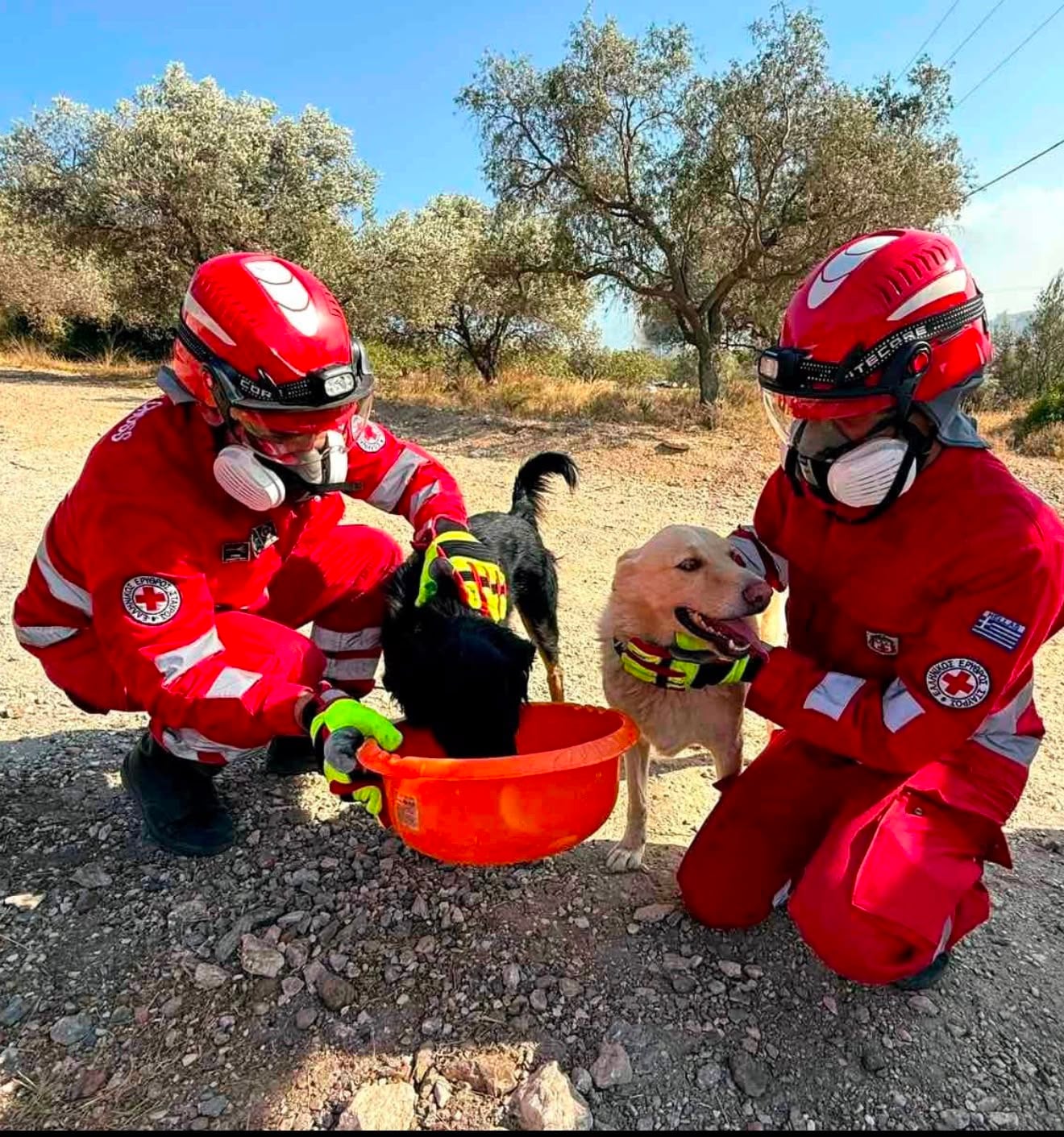 Εθελοντές του Ελληνικού Ερυθρού Σταυρού διέσωσαν δεκάδες ζώα στα πύρινα μέτωπα (φωτογραφίες, βίντεο)