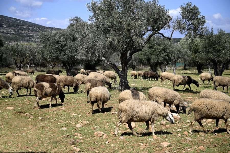 Σταδιακή αποκλιμάκωση μέτρων για τον αφθώδη πυρετό ζητά η Περιφέρεια Βορείου Αιγαίου