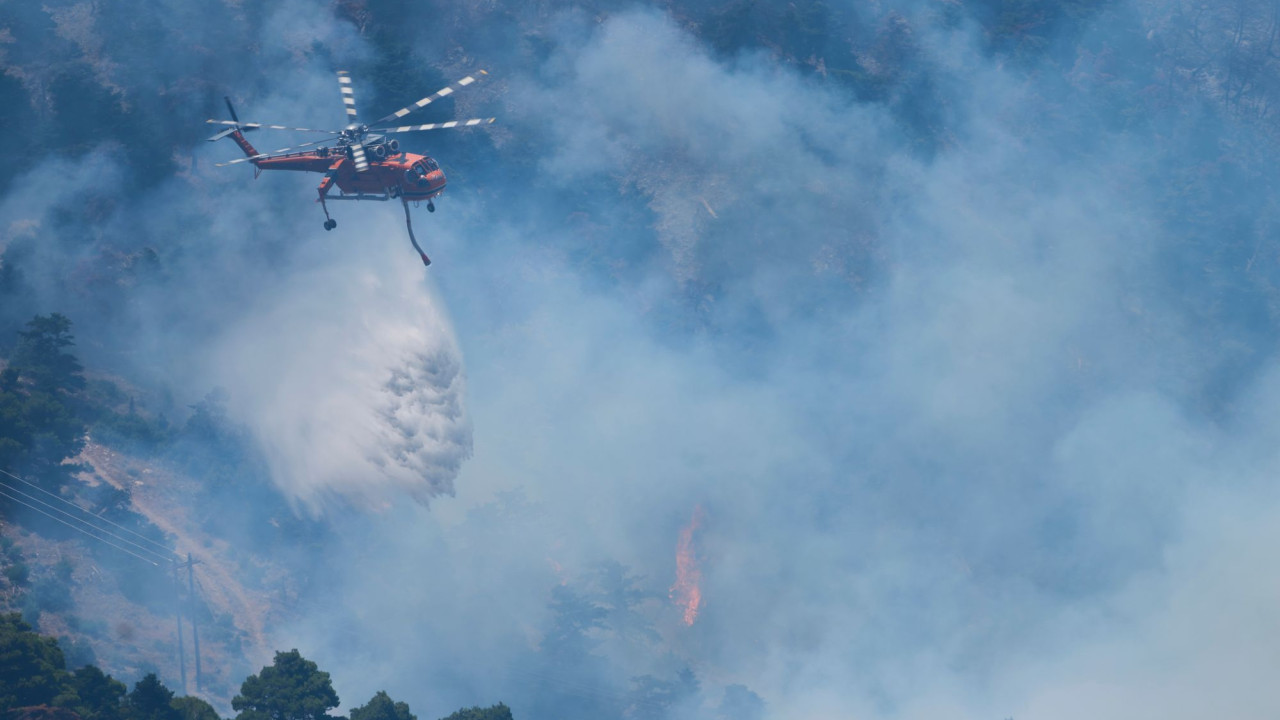 Διασώθηκαν σχεδόν 300 πυρόπληκτα ζώα στη φωτιά του Πόρτο Γερμενού