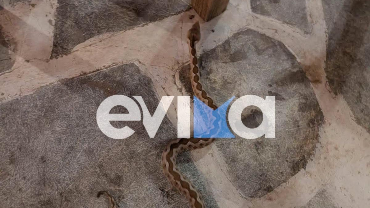 Φίδι σερνόταν κάτω από τα τραπέζια ανάμεσα στους πελάτες σε ταβέρνα της Εύβοιας