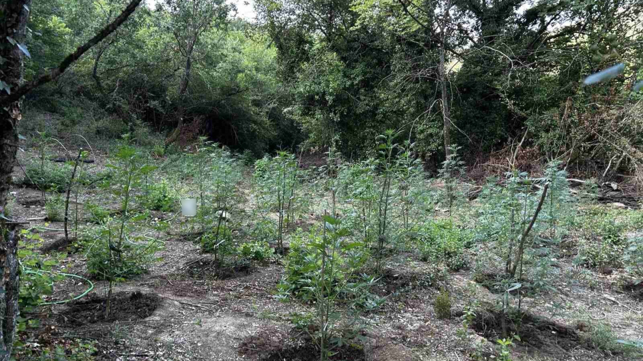 Φθιώτιδα: Εντοπίστηκε Φυτεία με περισσότερα από 2.000 δενδρύλλια κάνναβης