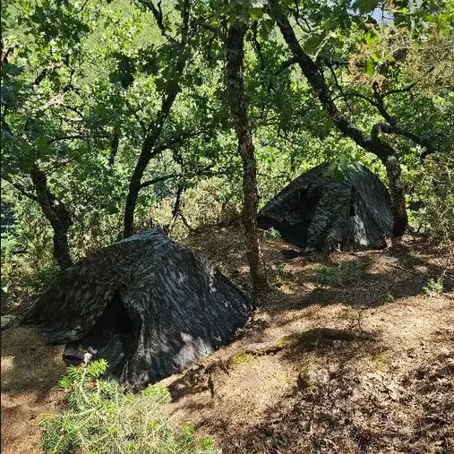 Στο φως φυτεία εκατοντάδων δενδρυλλίων κάνναβης