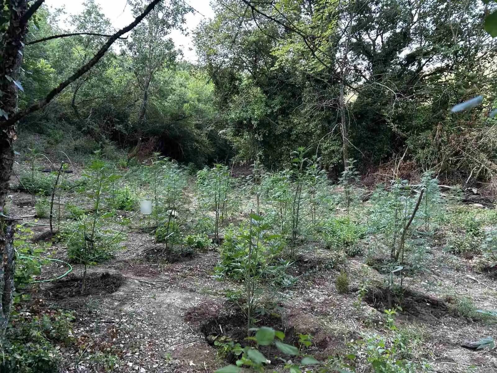 Στο φως φυτεία με πάνω από 2.000 δενδρύλλια κάνναβης
