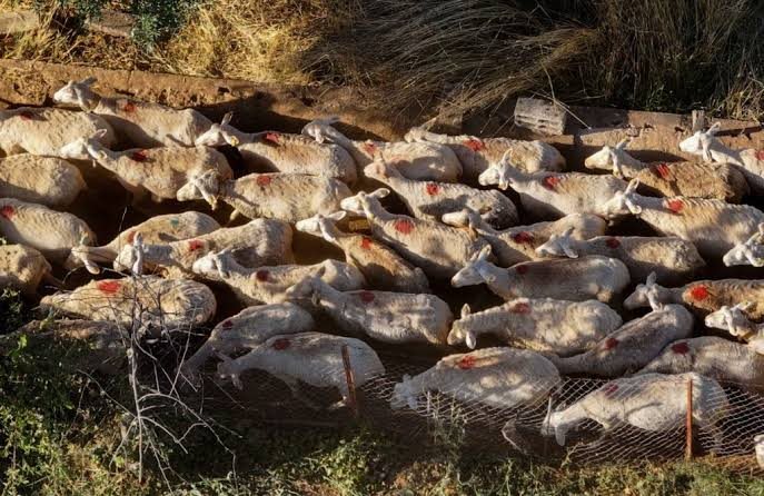 Ξανά παράταση έως 3 Σεπτεμβρίου για τα προληπτικά μέτρα κατά ευλογιάς στην Κρήτη