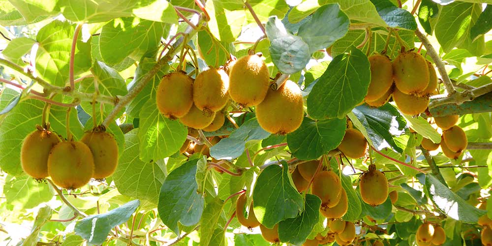 Ο «κρυφός» καύσωνας του εδάφους επηρεάζει την παραγωγικότητα της ακτινιδιάς