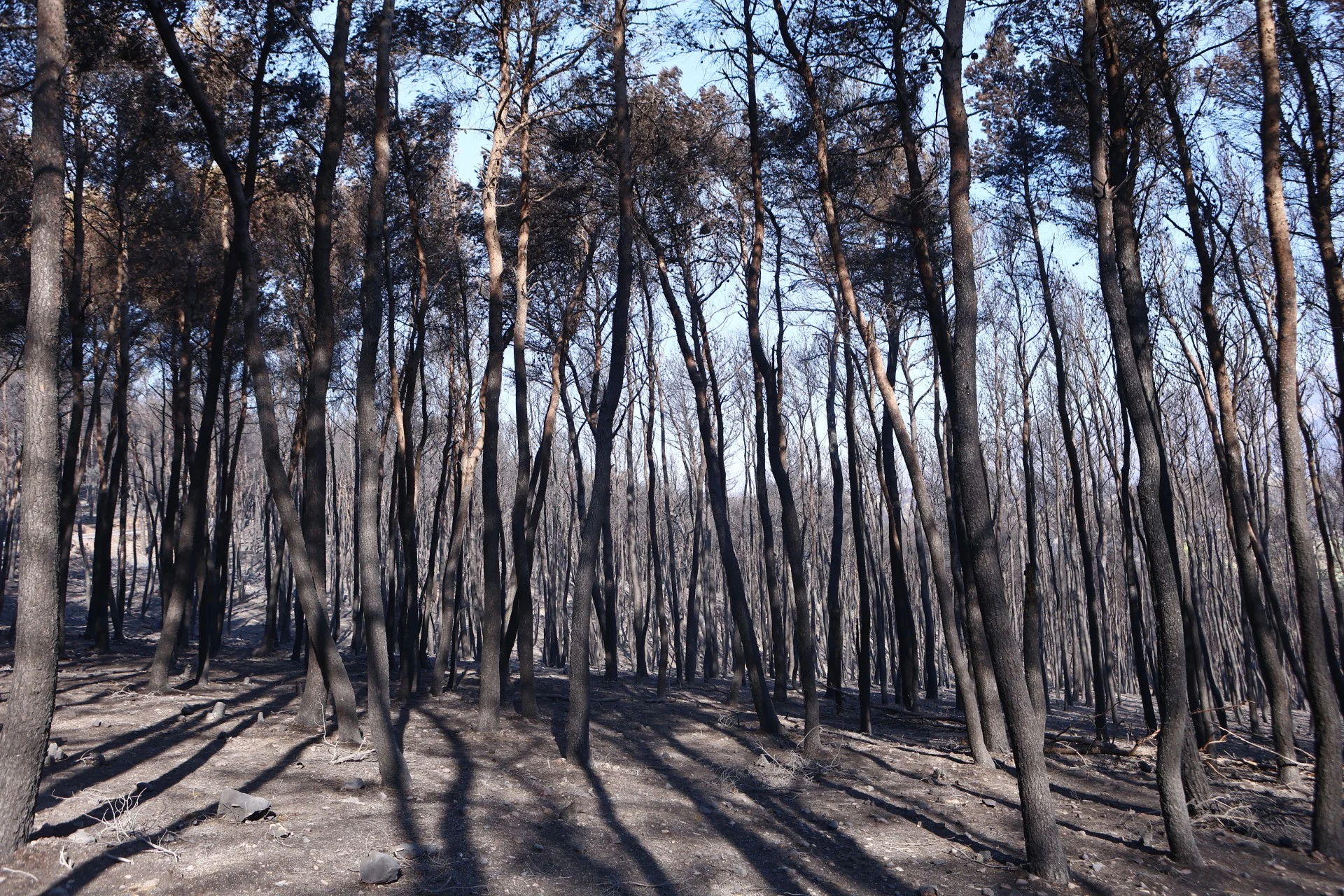 Η εξάπλωση της φωτιάς σε Κιθαιρώνα και Πόρτο Γερμενό