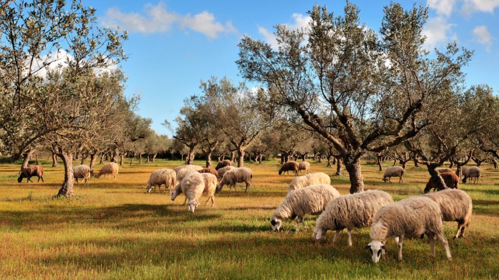 Συστάσεις για τήρηση των μέτρων βιοασφάλειας για ευλογιά τον Δεκαπενταύγουστο
