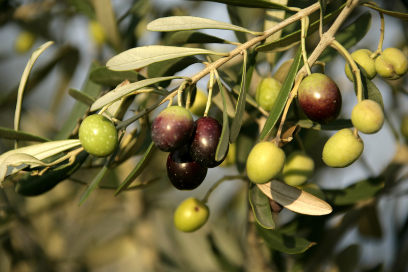 Παράταση εφαρμογής της υποχρεωτικής δήλωσης συγκομιδής ελαιοκάρπου