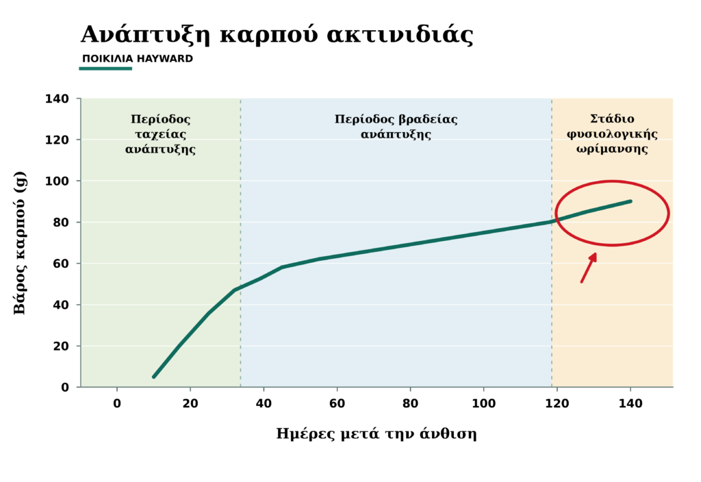 Πολλές οι επιπτώσεις της πρόωρης συγκομιδής για το ελληνικό ακτινίδιο