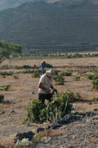 Σε χαμηλό η παραγωγή ΠΟΠ Σαντορίνη, ενθαρρυντικές οι νέες φυτεύσεις του Κτήματος Σιγάλα