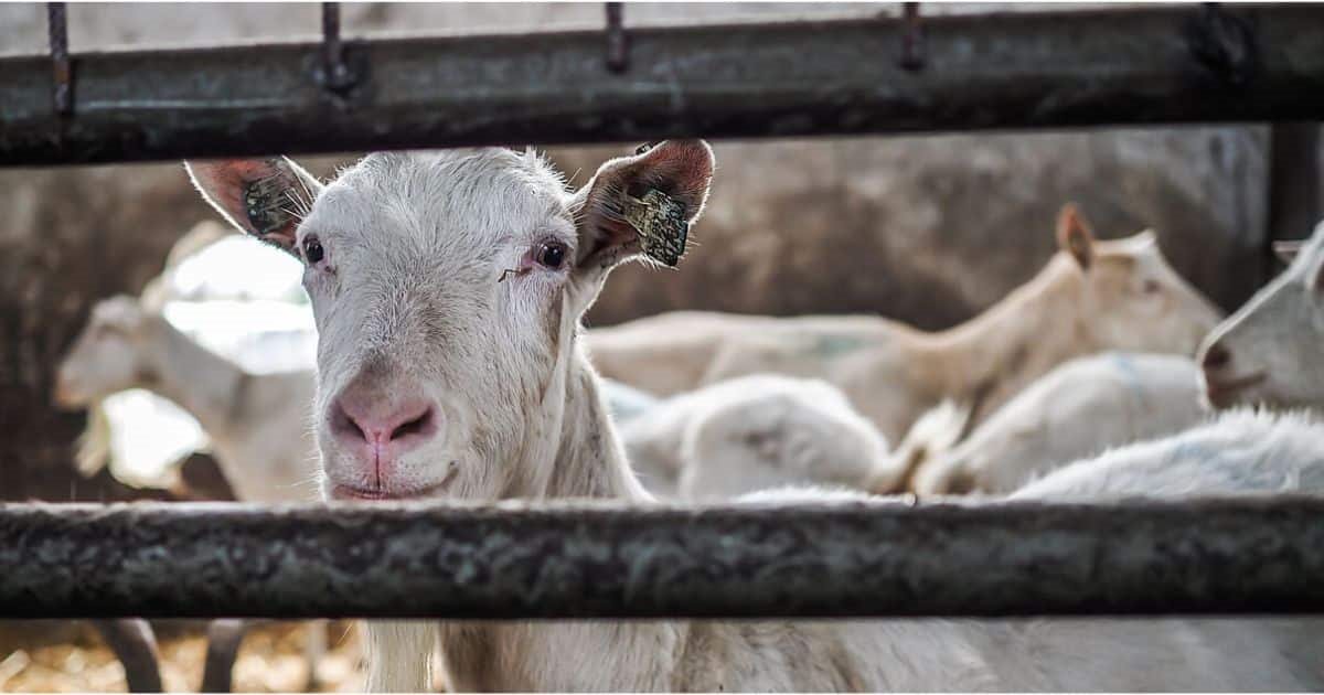 Ηλεκτρονικό barcode στο σχέδιο ιχνηλάτισης της ζωικής παραγωγής