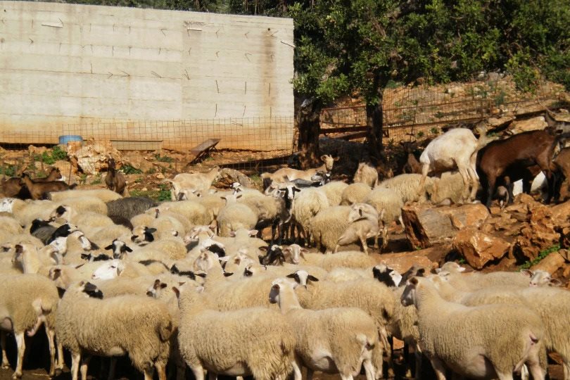 Δεκαοχτώ εστίες ευλογιάς σημειώθηκαν στην Πρέβεζα