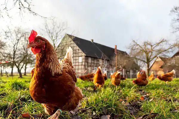 Συστάσεις EFSA για έγκαιρη προετοιμασία κτηνοτροφικών εκμεταλλεύσεων κατά γρίπης πτηνών