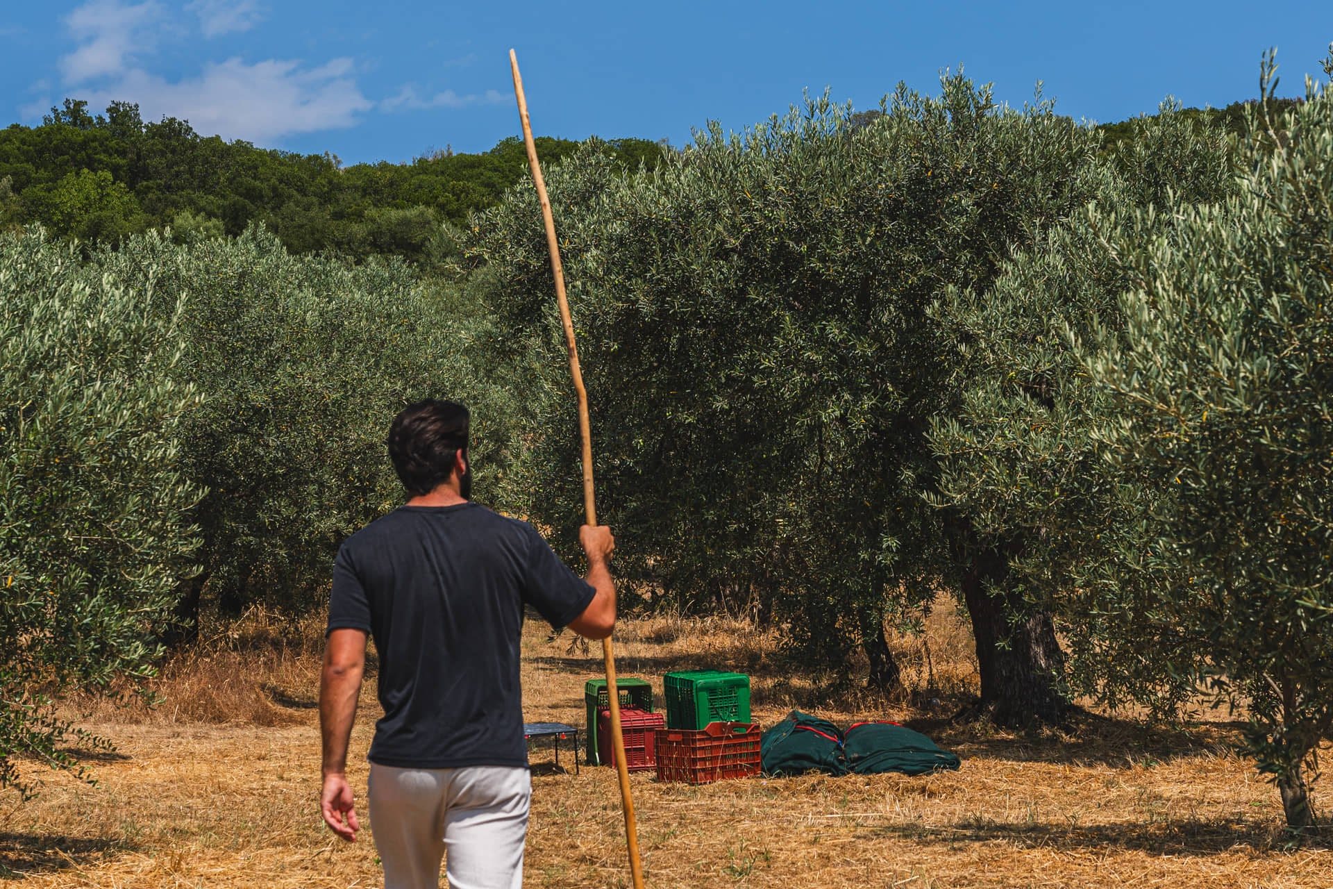 Εξετάζεται εκ νέου η ένταξη της ελιάς στις συνδεδεμένες στο σχεδιασμό της νέας ΚΑΠ, εμπόδιο στέκει το πρόγραμμα των ΟΕΦ