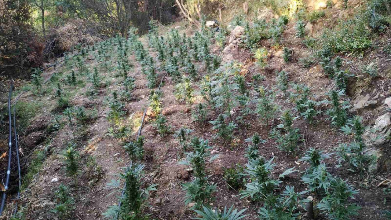 Χανιά: Εντοπίστηκαν 770 δενδρύλλια κάνναβης