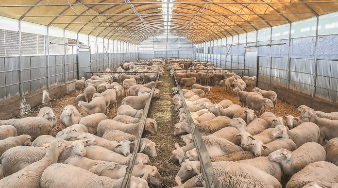 Υποχρεωτικός ο βώλος για εκτροφές άνω των 900 αιγοπροβάτων