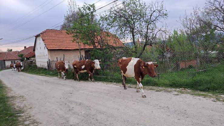 Κρατικές ενισχύσεις 52 εκατ. στην Ρουμανία για στήριξη κτηνοτρόφων λόγω κρίσης Κόλπου ενέκρινε η ΕΕ