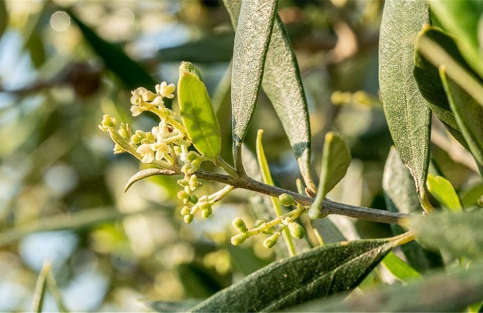 Ταυτόχρονη αντιμετώπιση κατά τον φθινοπωρινό ψεκασμό για κυκλοκόνιο και γλοιοσπόριο