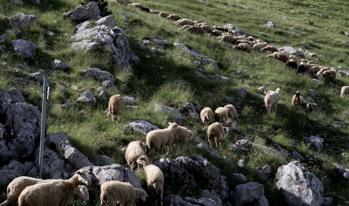 Παρατείνονται μέχρι 1η Οκτωβρίου τα προληπτικά μέτρα κατά ευλογιάς στην Κρήτη