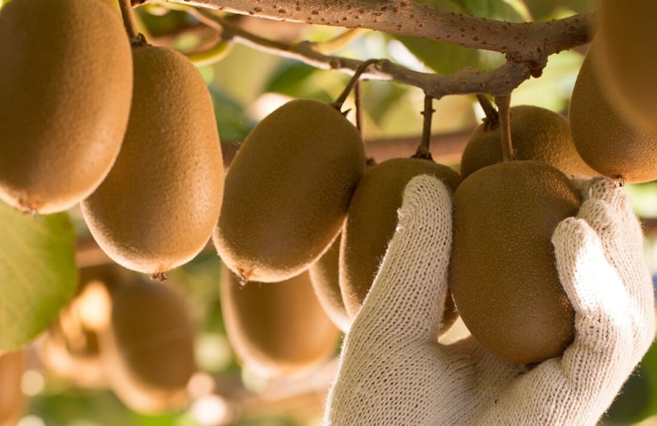 Επιδόσεις ρεκόρ για τα ακτινίδια SunGold της Zespri στην Ιταλία