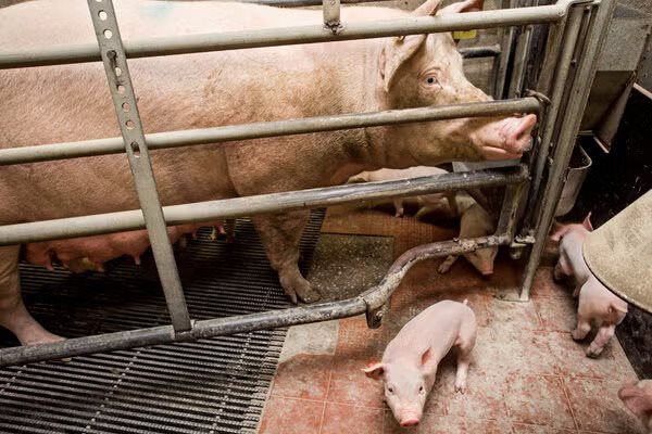 Σε ΦΕΚ 4η τροποποίηση για τις ενισχύσεις ενσταβλισμένων χοίρων