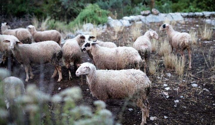 Παράταση έως 29 Οκτωβρίου για τα προληπτικά μέτρα κατά ευλογιάς στην Κρήτη