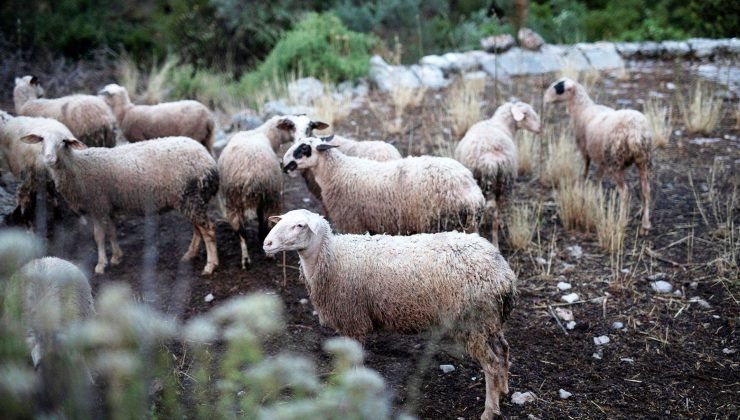 Παράταση έως 29 Οκτωβρίου για τα προληπτικά μέτρα κατά ευλογιάς στην Κρήτη