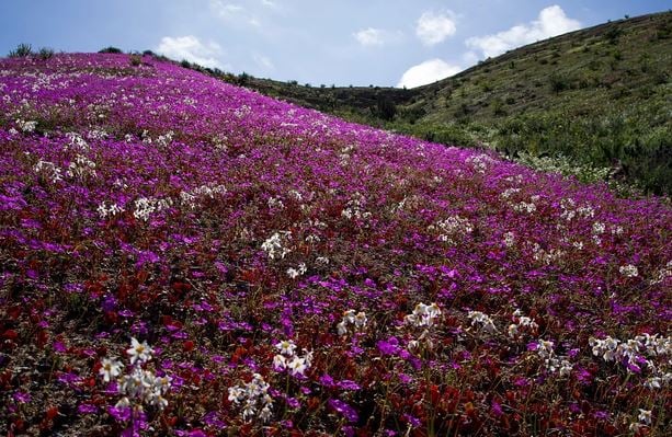 Η πιο άνυδρη περιοχή της Γης ανθίζει κυριολεκτικά χάρις στο σούπερ Ελ Νίνιο (βίντεο)
