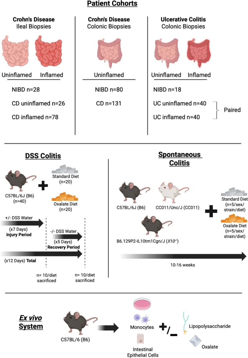 ΑΣΔ