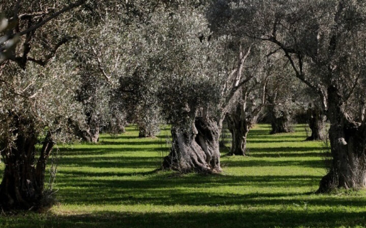 Γιαννιτσά: Μαθητές μετατρέπουν πάρκο σε ελαιώνα