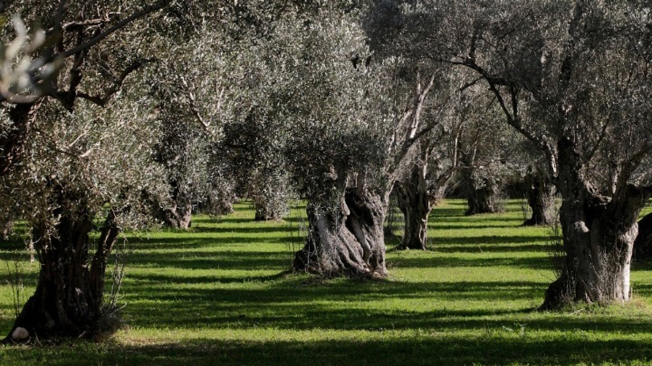 Γιαννιτσά: Μαθητές μετατρέπουν πάρκο σε ελαιώνα